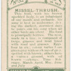 Missel-thrush.