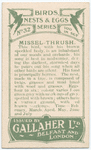 Missel-thrush.
