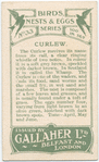 Curlew.