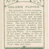 Golden plover.