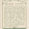 Golden plover.