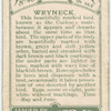 Wryneck.