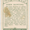 Corn bunting.