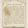 Corn bunting.