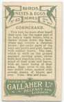 Corncrake.