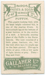 Puffin.