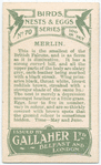 Merlin.
