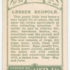 Lesser redpole.