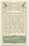 Lesser redpole.