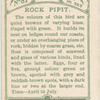 Rock pipit.