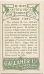 Rock pipit.