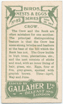 Crow.
