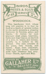 Woodcock.