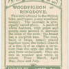 Wood pigeon.