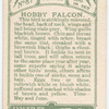 Hobby falcon.