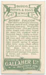 Hobby falcon.