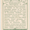 Pheasant.