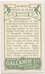 Pheasant.