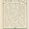 Kittiwake.