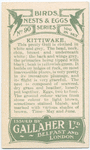 Kittiwake.