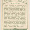 Jackdaw.
