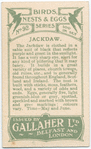 Jackdaw.