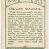 Yellow wagtail.