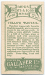 Yellow wagtail.