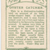 Oyster catcher.