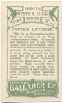 Oyster catcher.