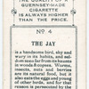 The jay.