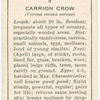 Carrion crow (female).