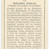 Golden eagle (female).