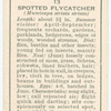 Spotted flycatcher (female).