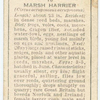 Marsh harrier (male).