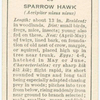 Sparrow hawk (female).