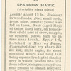 Sparrow hawk (female).