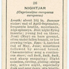 Nightjar (female).