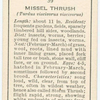 Missel thrush (male & female).