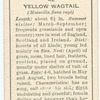 Yellow wagtail (male).