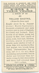 Yellow wagtail (male).
