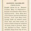 Garden warbler (female).