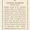 Garden warbler (female).