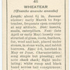 Wheatear (male).