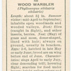 Wood warbler (female).