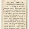 Yellow hammer (male).