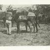 U.S.A. pack train #17, near Coamo, Porto [i.e. Puerto] Rico, 1898.