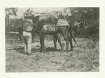 U.S.A. pack train #17, near Coamo, Porto [i.e. Puerto] Rico, 1898.