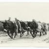 The American advance in the Argonne region, France. A donkey pack train in the Argonne, transporting rations from an American railroad to rhe cook shacks back of the firing line.
