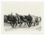 The American advance in the Argonne region, France. A donkey pack train in the Argonne, transporting rations from an American railroad to rhe cook shacks back of the firing line.